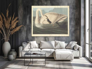Trumpeter Swan (Plate Ccccvi)