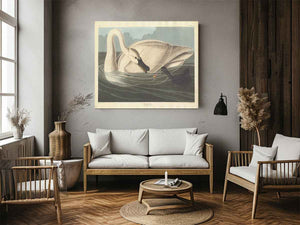Trumpeter Swan (Plate Ccccvi)