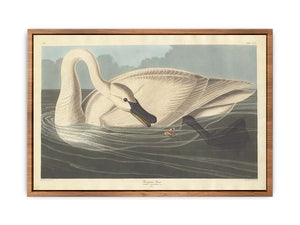 Trumpeter Swan (Plate Ccccvi)