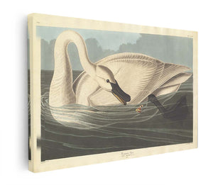 Trumpeter Swan (Plate Ccccvi)