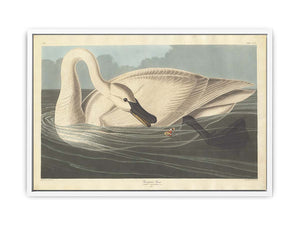 Trumpeter Swan (Plate Ccccvi)