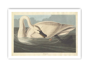 Trumpeter Swan (Plate Ccccvi)