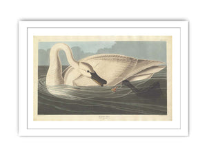 Trumpeter Swan (Plate Ccccvi)