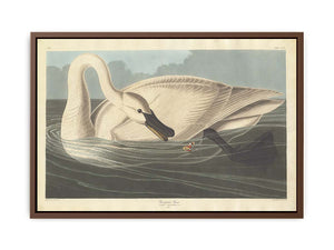 Trumpeter Swan (Plate Ccccvi)