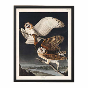 Barn Owl