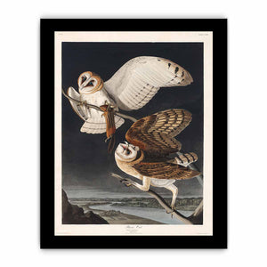 Barn Owl