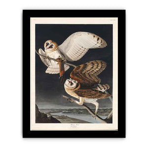 Barn Owl