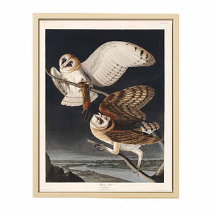 Barn Owl