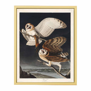Barn Owl