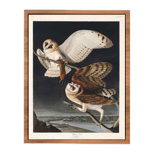 Barn Owl