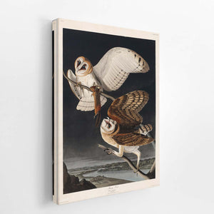 Barn Owl
