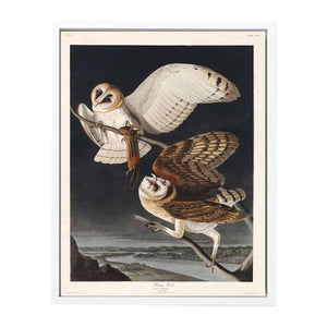Barn Owl