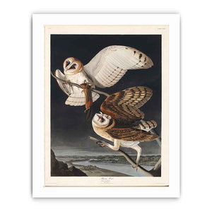 Barn Owl