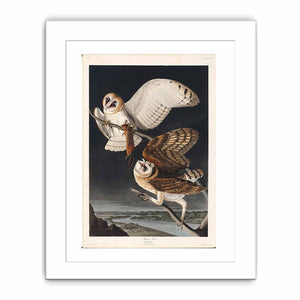 Barn Owl