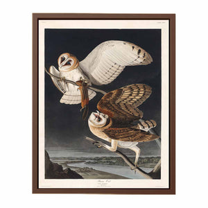 Barn Owl