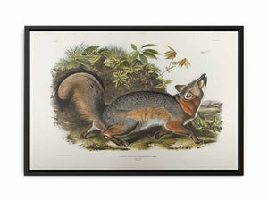Grey Fox
