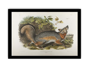 Grey Fox