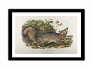 Grey Fox