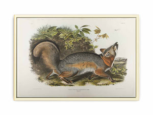 Grey Fox