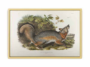 Grey Fox