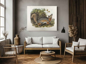 Grey Fox