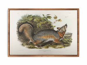 Grey Fox