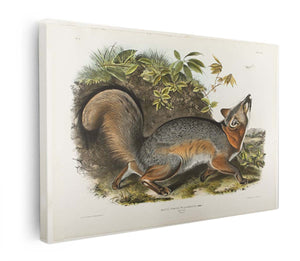 Grey Fox