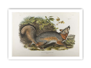 Grey Fox