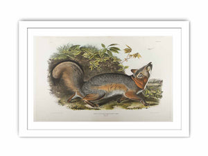 Grey Fox