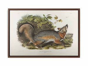 Grey Fox