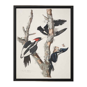 Vory-billed Woodpecker, from 'Birds of America', 1829