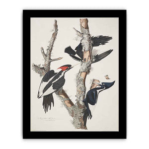 Vory-billed Woodpecker, from 'Birds of America', 1829