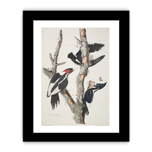 Vory-billed Woodpecker, from 'Birds of America', 1829