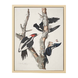 Vory-billed Woodpecker, from 'Birds of America', 1829