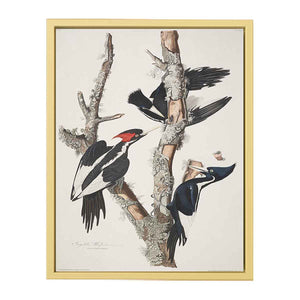 Vory-billed Woodpecker, from 'Birds of America', 1829