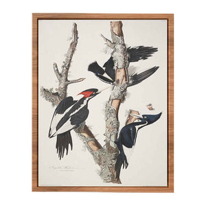 Vory-billed Woodpecker, from 'Birds of America', 1829