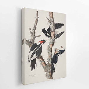 Vory-billed Woodpecker, from 'Birds of America', 1829