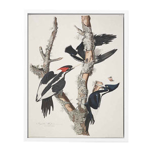Vory-billed Woodpecker, from 'Birds of America', 1829