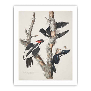 Vory-billed Woodpecker, from 'Birds of America', 1829