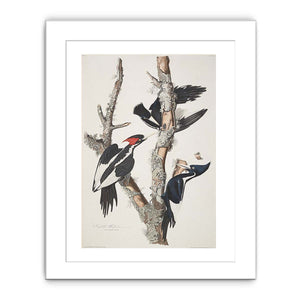 Vory-billed Woodpecker, from 'Birds of America', 1829