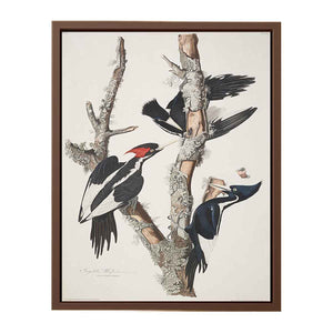 Vory-billed Woodpecker, from 'Birds of America', 1829