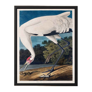 Whooping Crane, from 'Birds of America'