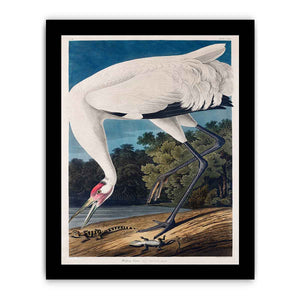 Whooping Crane, from 'Birds of America'