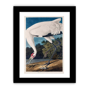 Whooping Crane, from 'Birds of America'