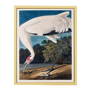 Whooping Crane, from 'Birds of America'
