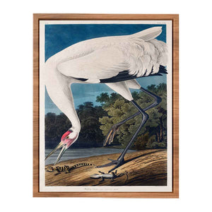 Whooping Crane, from 'Birds of America'
