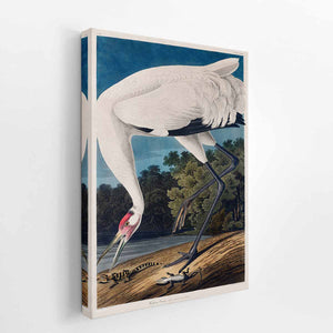Whooping Crane, from 'Birds of America'