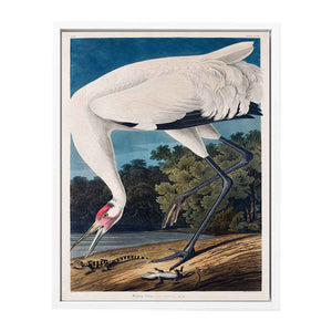 Whooping Crane, from 'Birds of America'