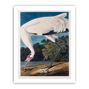 Whooping Crane, from 'Birds of America'