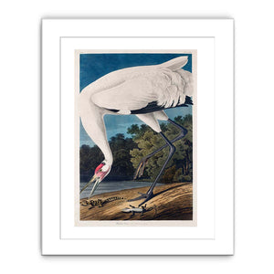 Whooping Crane, from 'Birds of America'